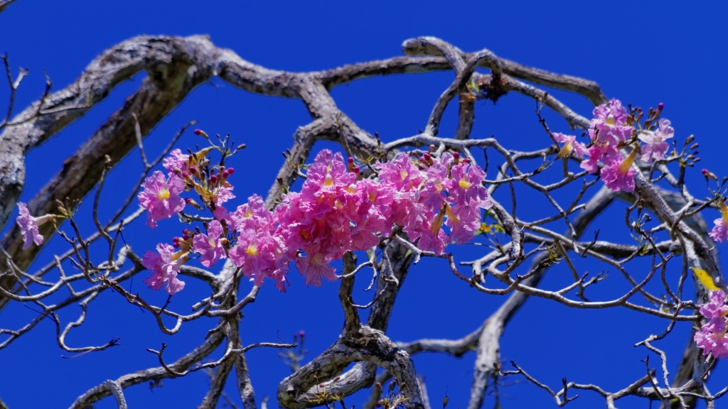 08 - Manuel Antonio NP (17).jpg